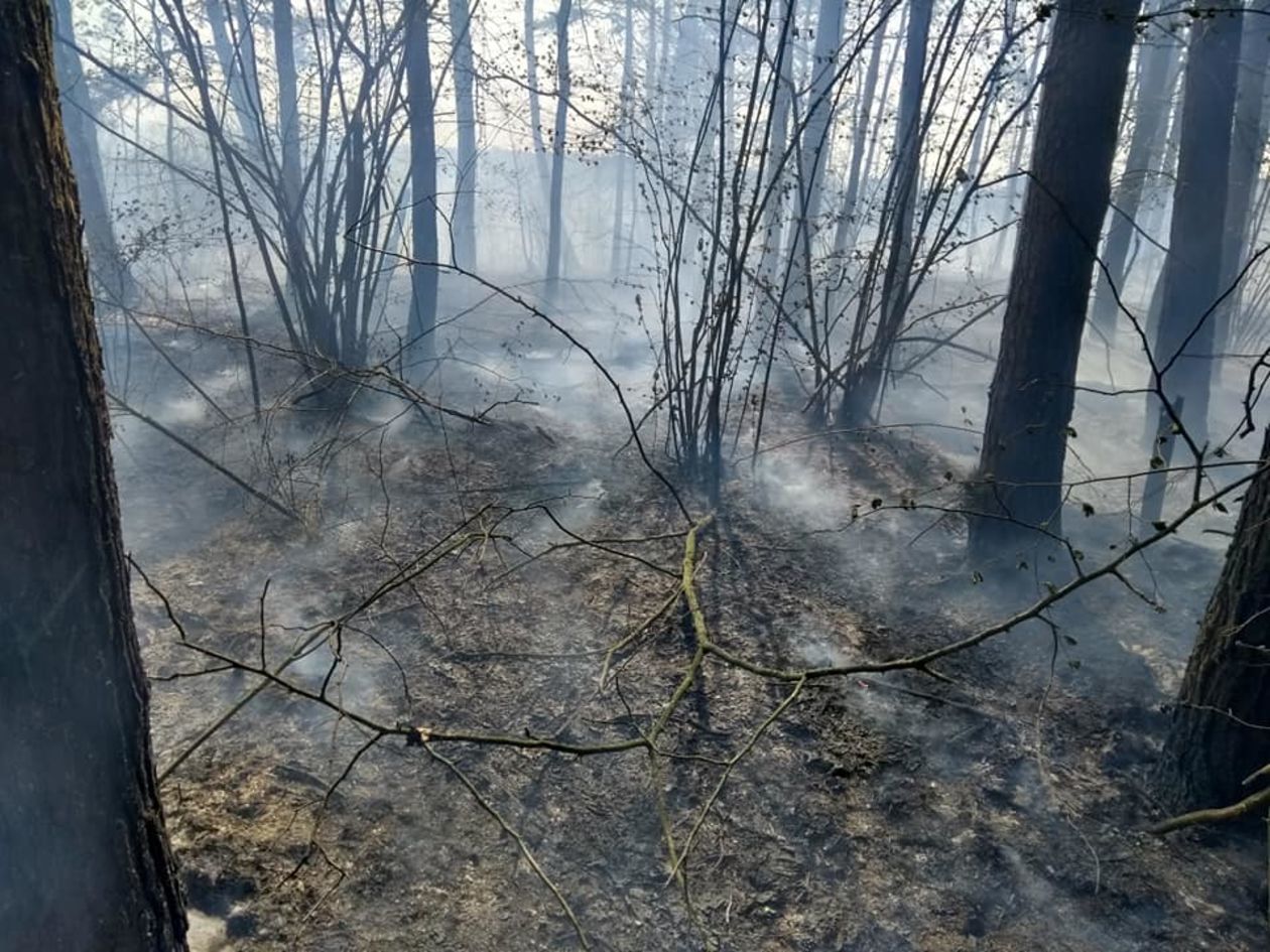  Pożar lasu w pow. lubartowskim i parczewskim (zdjęcie 1) - Autor: Ochotnicza Straż Pożarna w Ostrowie Lubelskim