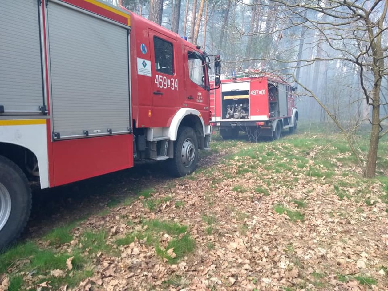  Pożar lasu w pow. lubartowskim i parczewskim (zdjęcie 1) - Autor: Ochotnicza Straż Pożarna w Ostrowie Lubelskim