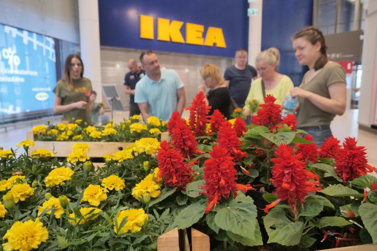  Dzień Ziemi w IKEA i SKENDE  (zdjęcie 1) - Autor: Krzysztof Mazur