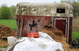 Krowy trzymał w prowizorycznych wiatach obitych dywanami i przyczepie [zdjęcia] (zdjęcie 3)