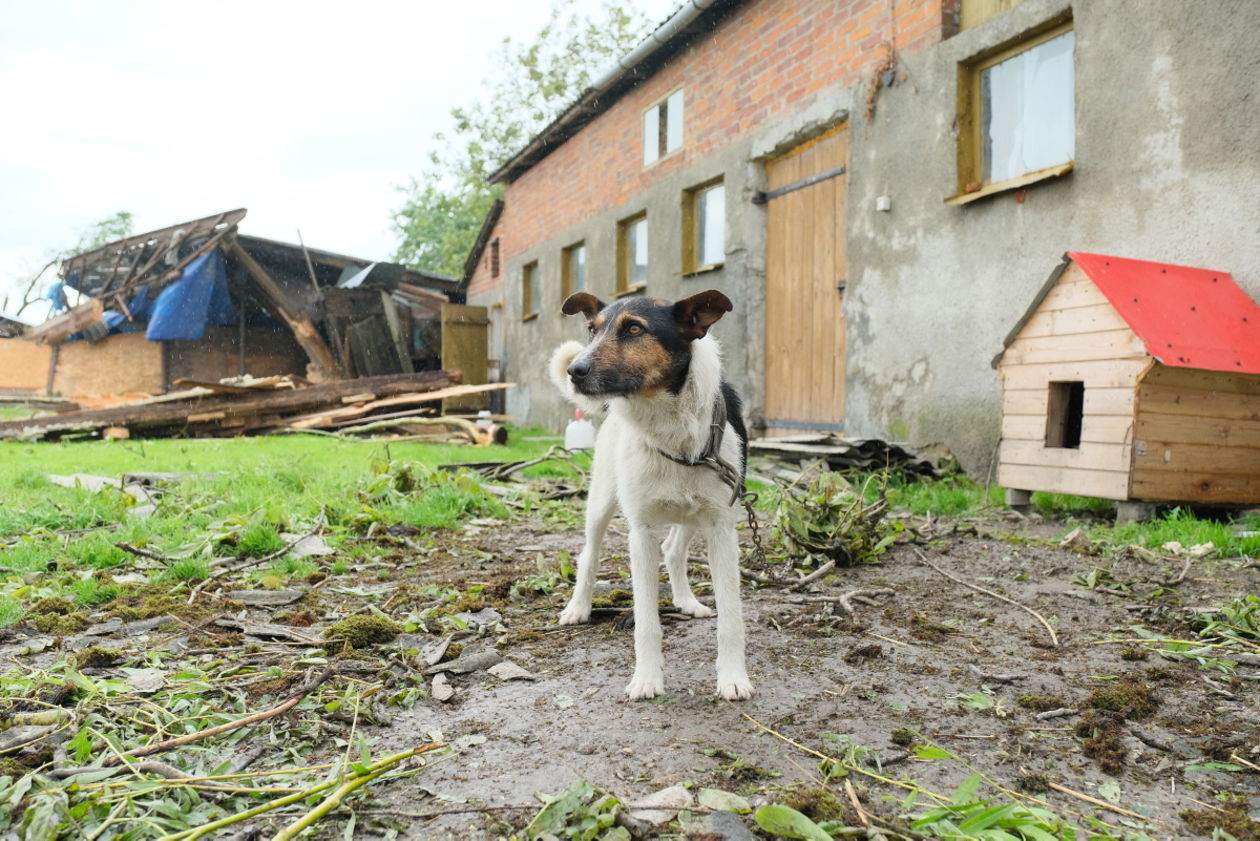  Skutki przejścia trąby powietrznej w gminie Wojciechów (zdjęcie 1) - Autor: Maciej Kaczanowski