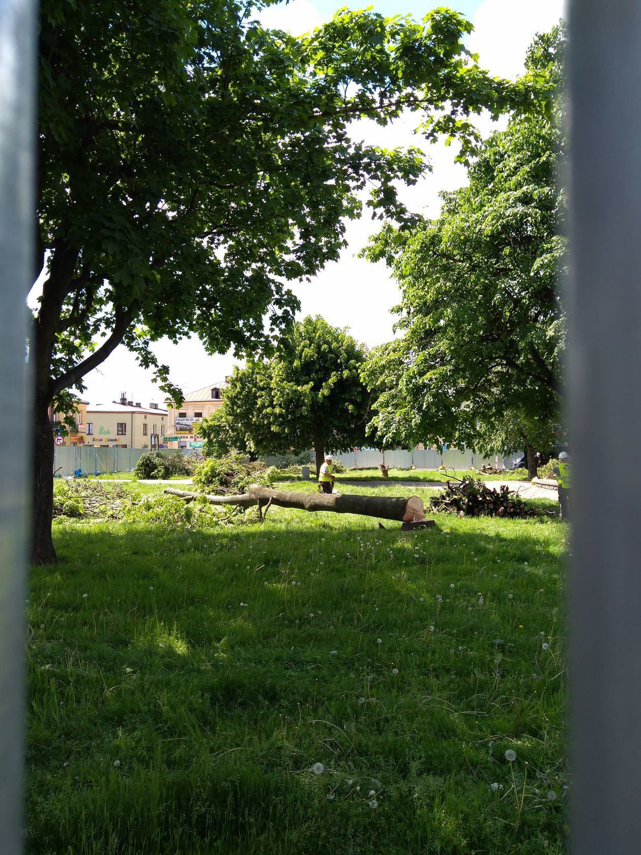  Wycinka drzew na placu Wolności w Parczewie (zdjęcie 1) - Autor: Małgorzata Najdyhor