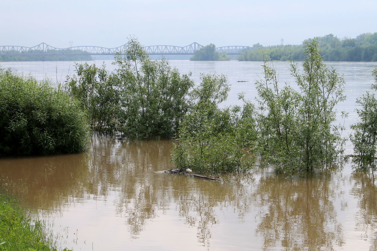  Przybywa wody w Wiśle w Puławach (zdjęcie 1) - Autor: Radosław Szczęch