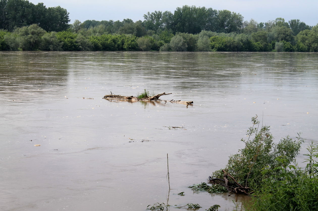  Przybywa wody w Wiśle w Puławach (zdjęcie 1) - Autor: Radosław Szczęch