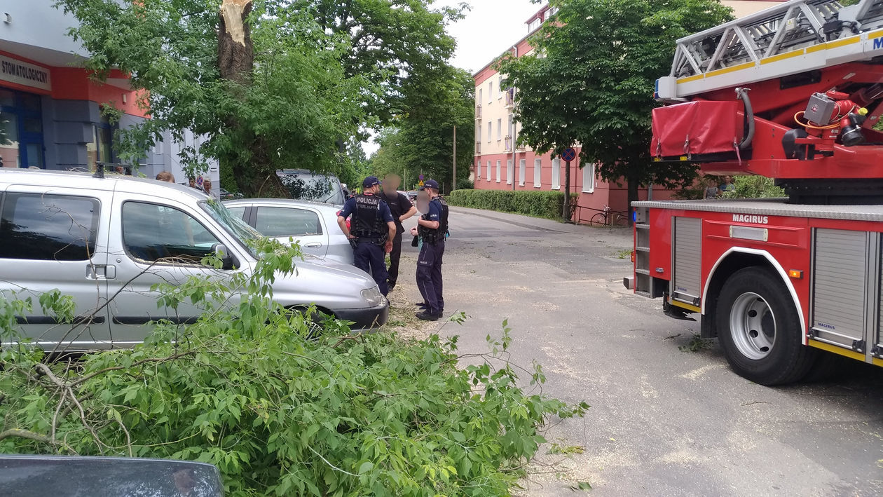  Połamane drzewo uszkodziło cztery samochody przy ul. Puławskiej (zdjęcie 1) - Autor: Paweł Buczkowski