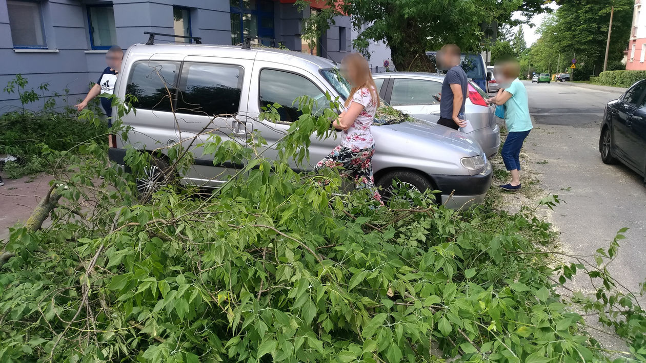  Połamane drzewo uszkodziło cztery samochody przy ul. Puławskiej (zdjęcie 1) - Autor: Paweł Buczkowski