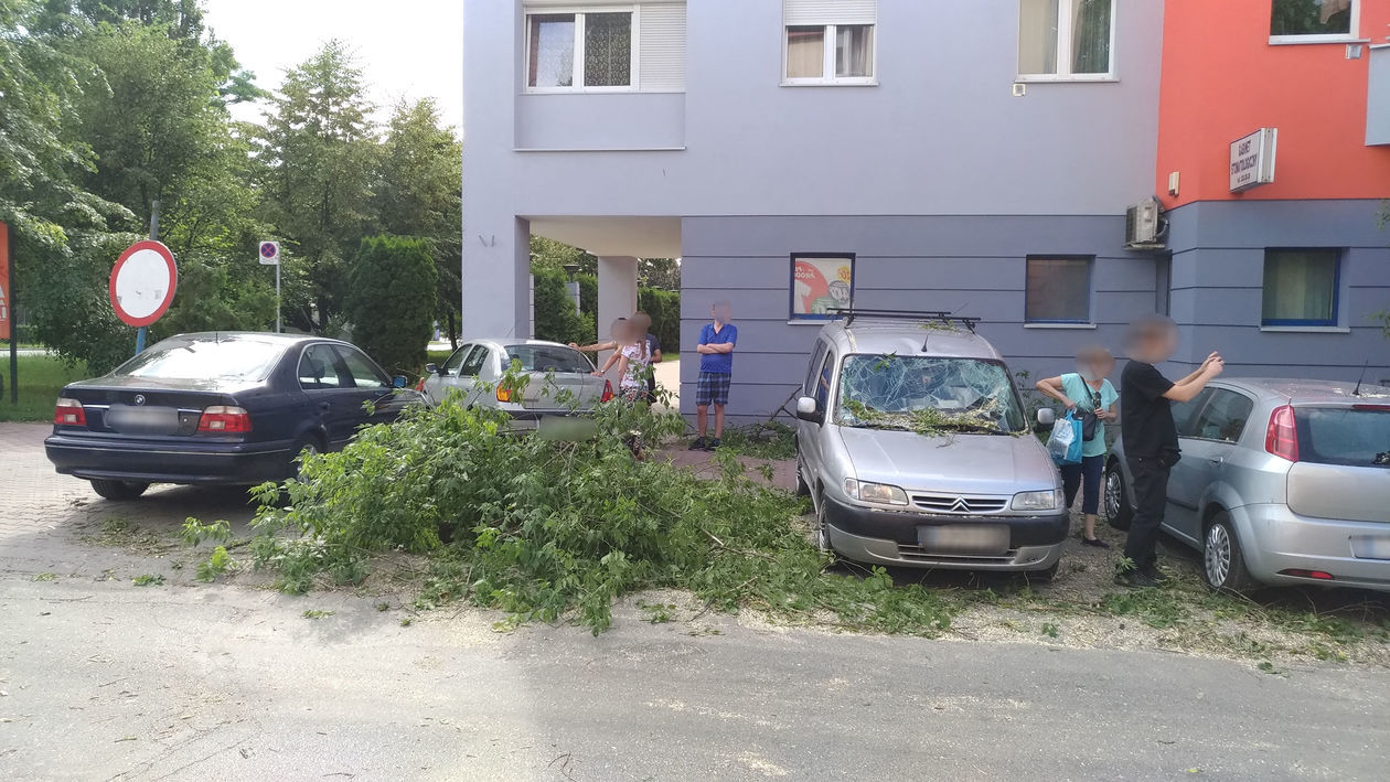  Połamane drzewo uszkodziło cztery samochody przy ul. Puławskiej (zdjęcie 1) - Autor: Paweł Buczkowski