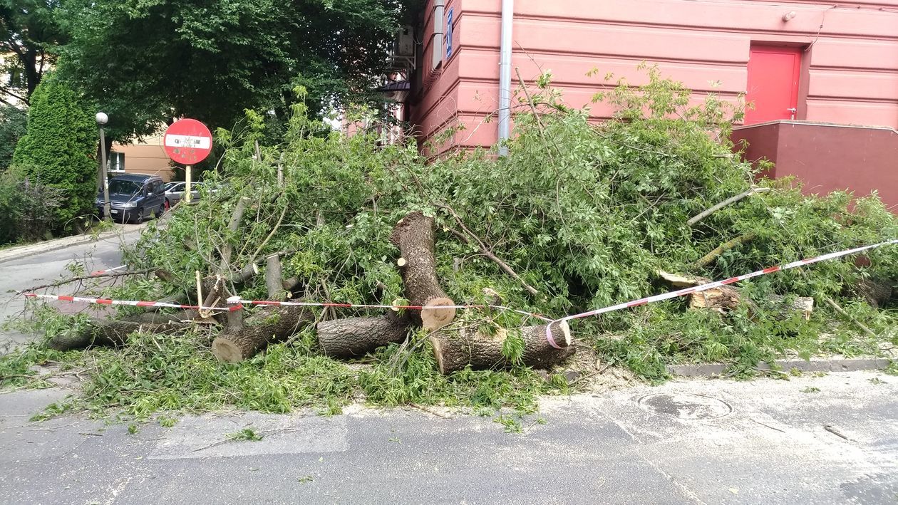  Połamane drzewo uszkodziło cztery samochody przy ul. Puławskiej (zdjęcie 1) - Autor: Paweł Buczkowski