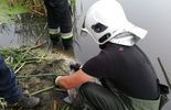 Strażacy z OSP z Radecznicy ratowali łabędzia (zdjęcie 2)