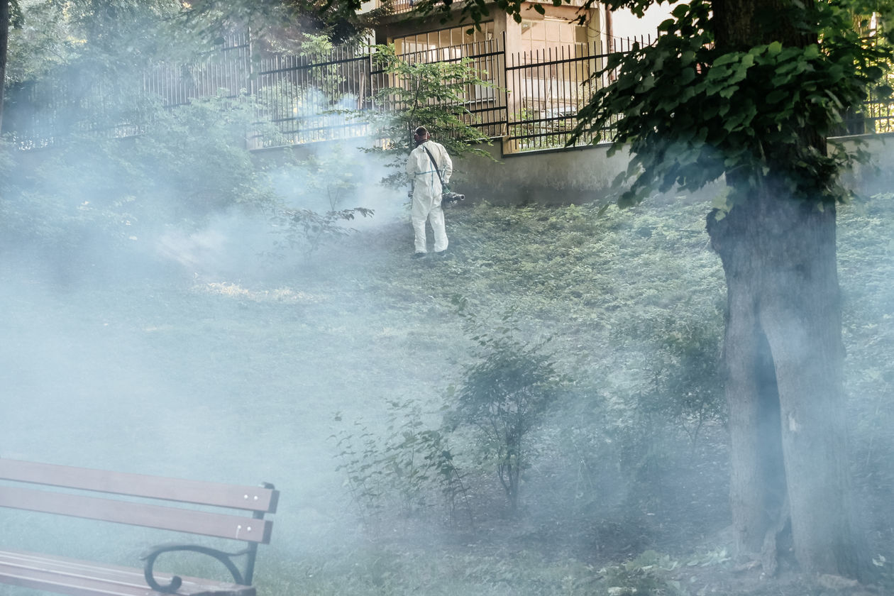  Odkomarzanie w Ogrodzie Saskim (zdjęcie 1) - Autor: Krzysztof Mazur