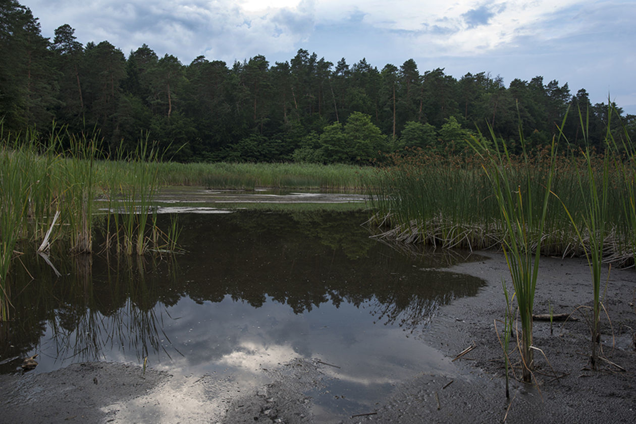  Problemy z wodą w Roztoczańskim Parku Narodowym (zdjęcie 1) - Autor: Paweł Marczakowski/Roztoczański Park Narodowy