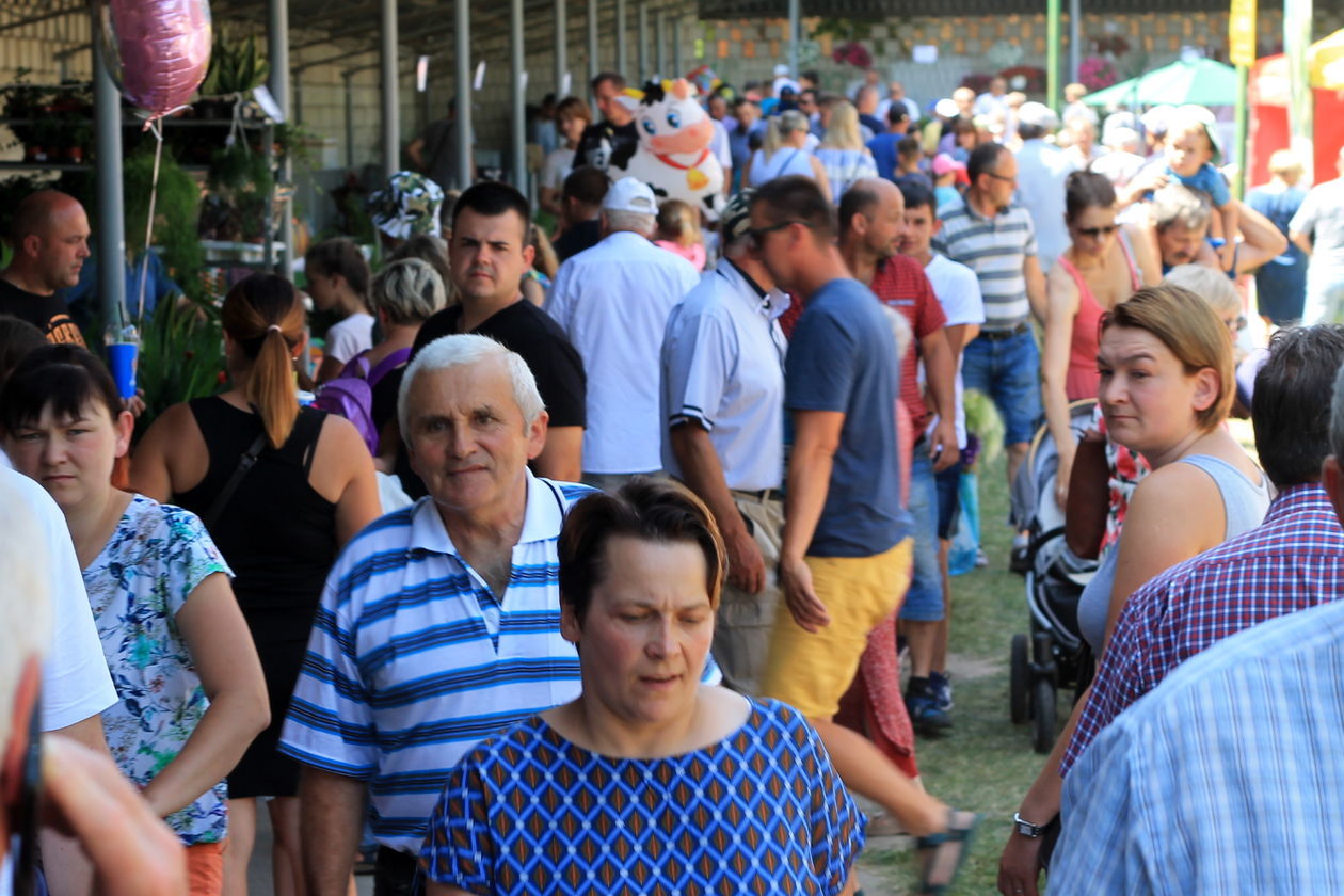  Dzień Otwartych Drzwi LODR w Końskowoli, Agropokazy 2019  (zdjęcie 1) - Autor: Radosław Szczęch