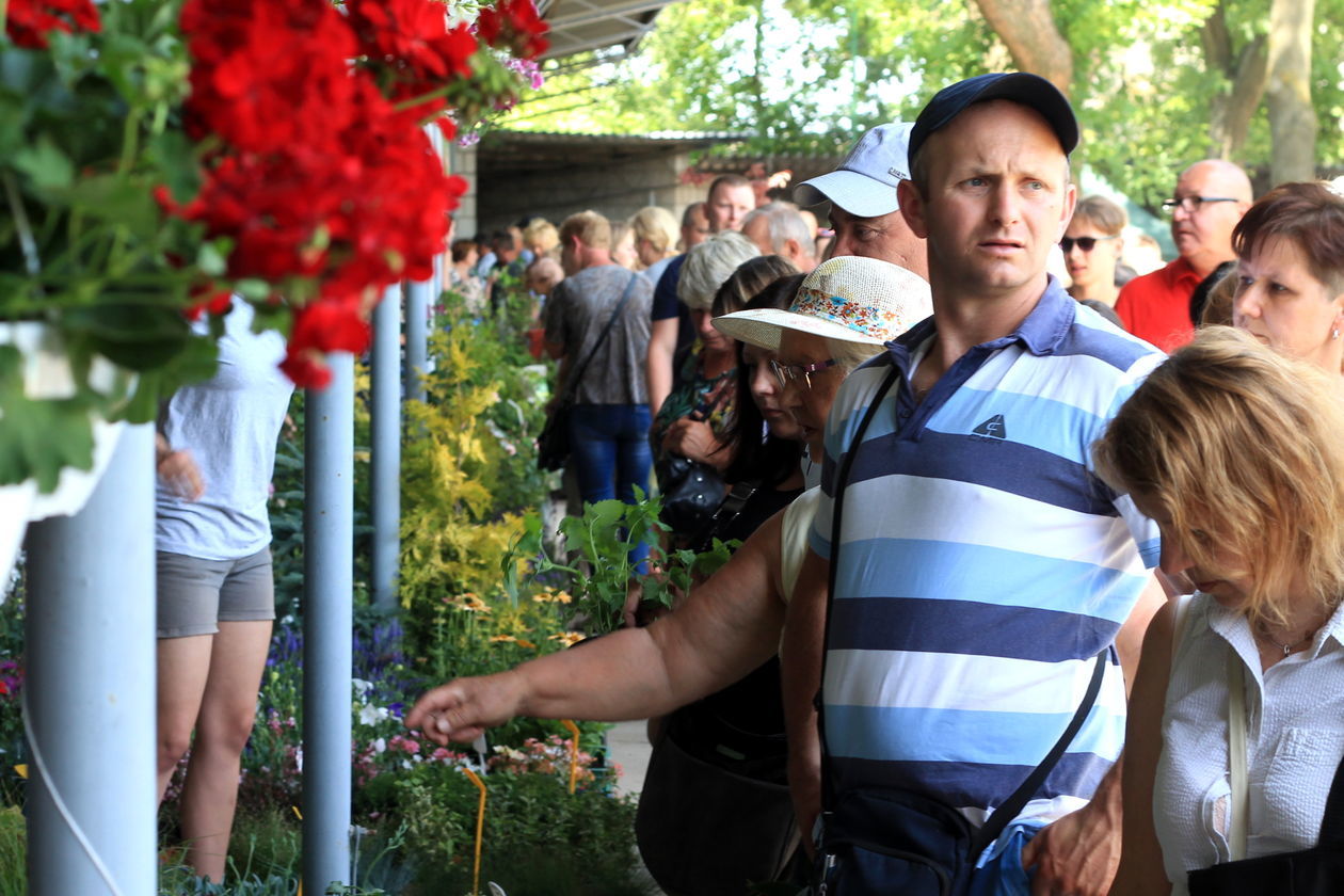  Dzień Otwartych Drzwi LODR w Końskowoli, Agropokazy 2019  (zdjęcie 1) - Autor: Radosław Szczęch