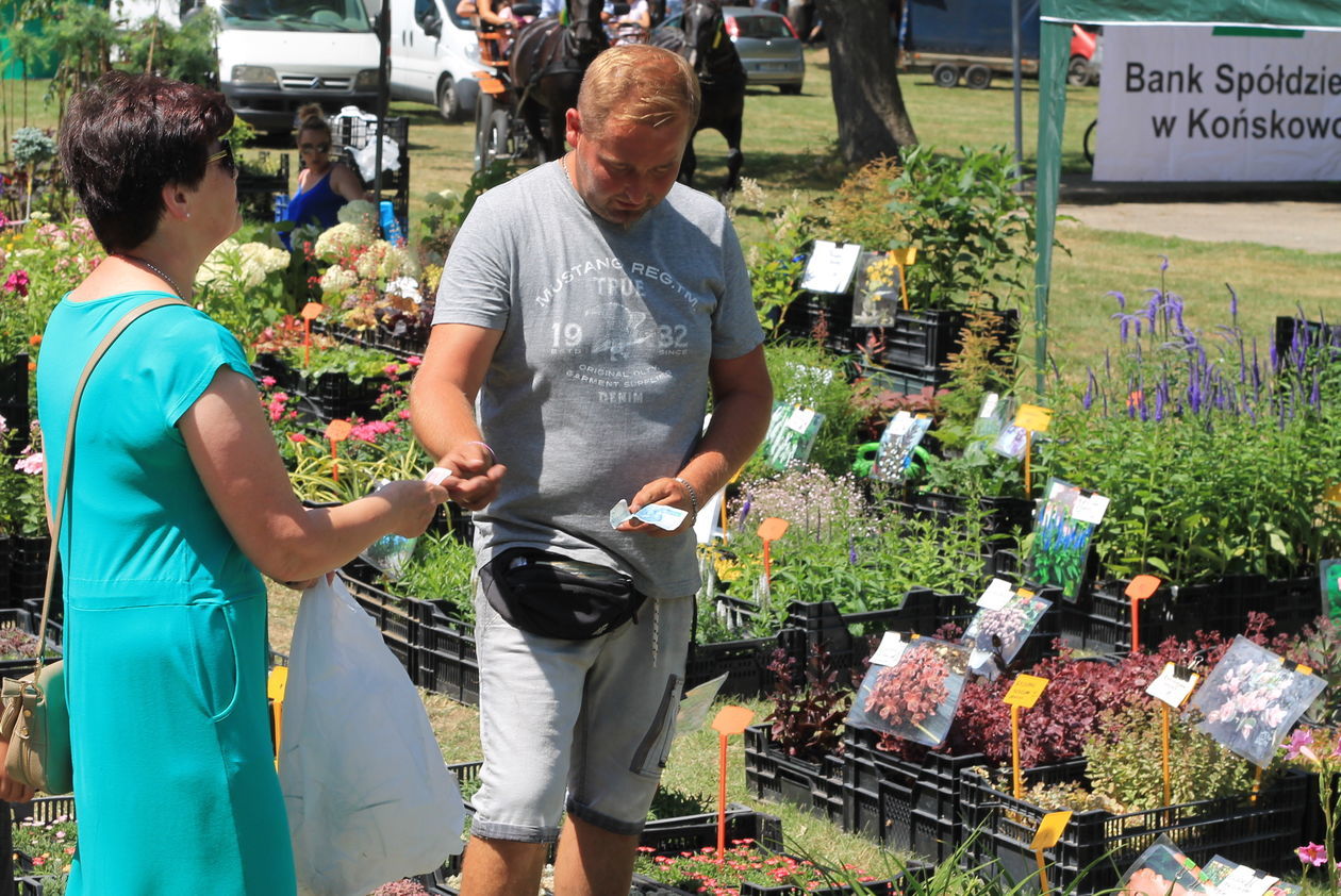  Dzień Otwartych Drzwi LODR w Końskowoli, Agropokazy 2019  (zdjęcie 1) - Autor: Radosław Szczęch