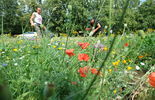 Łąka przy ul. Głebokiej: ogrodnicy przy pracy (zdjęcie 5)