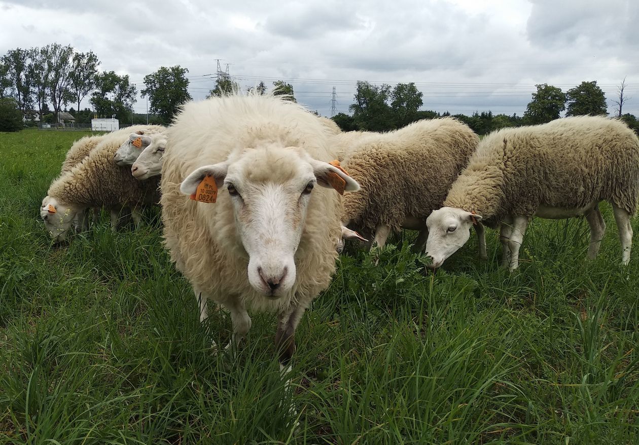 Owce zamiast kosiarek w Lublinie