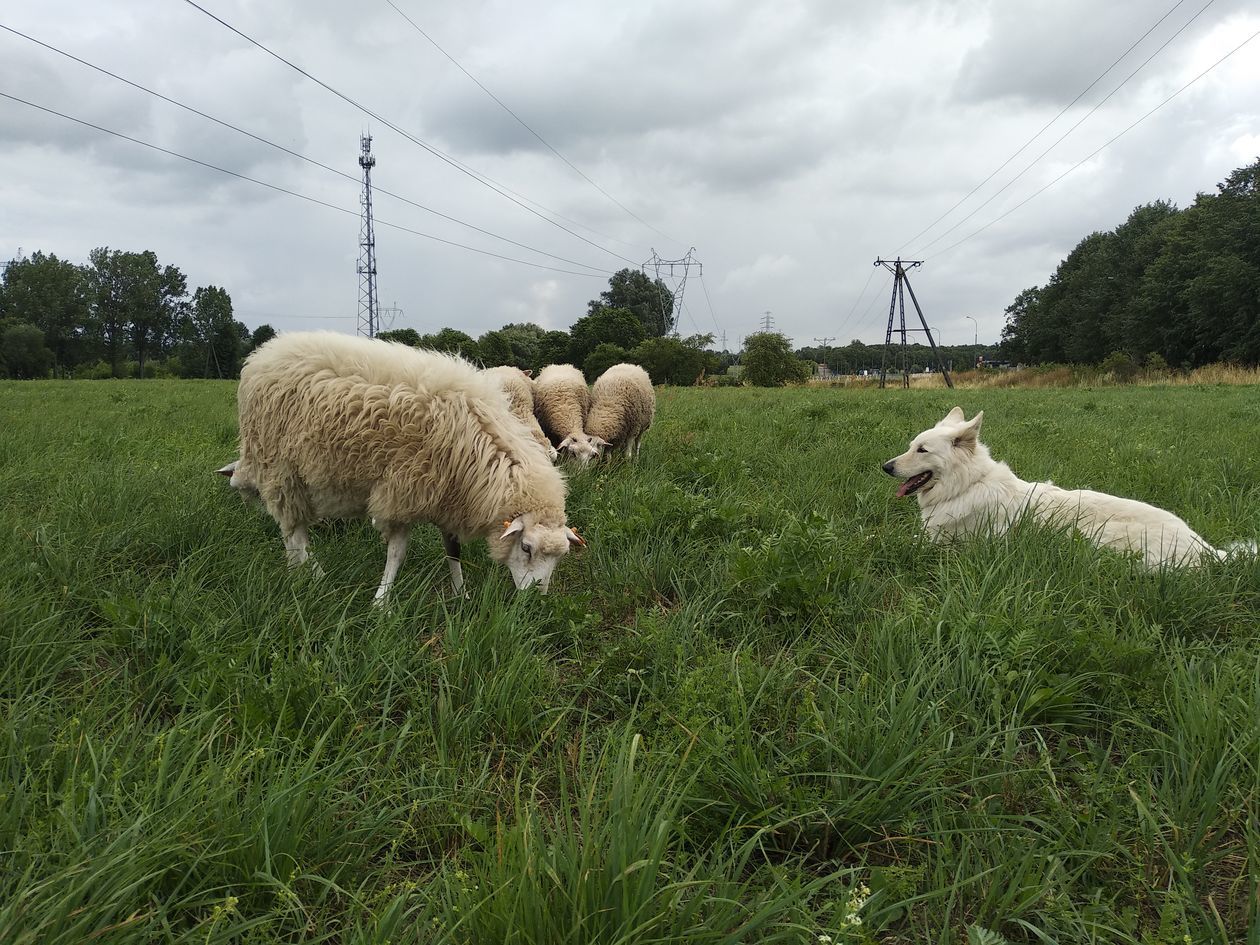  Owce zamiast kosiarek w Lublinie (zdjęcie 1) - Autor: Uniwersytet Przyrodniczy