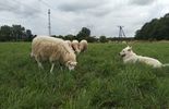 Owce zamiast kosiarek w Lublinie (zdjęcie 3)