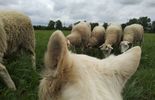 Owce zamiast kosiarek w Lublinie (zdjęcie 2)