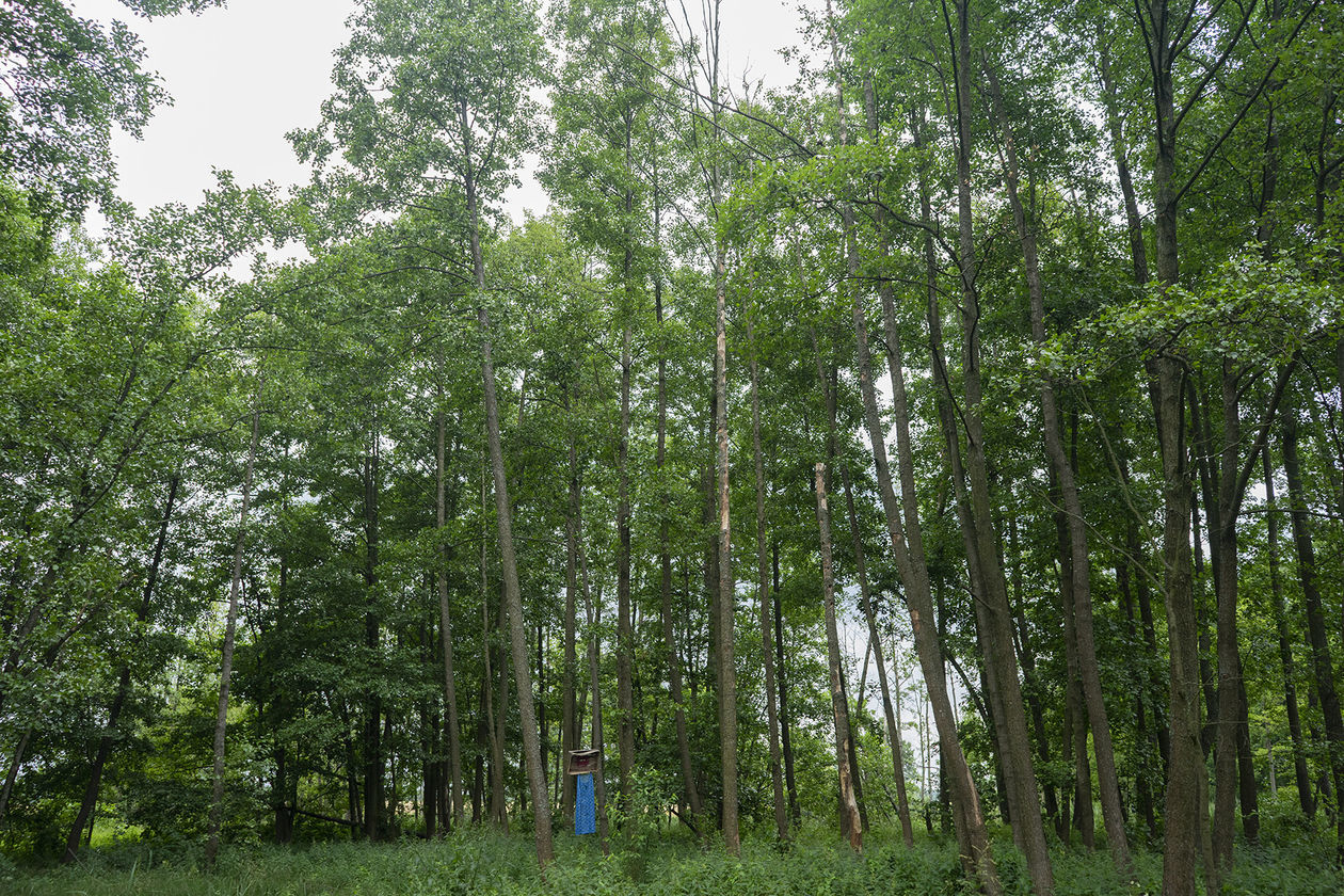  Landart Festiwal 2019 nad Bugiem (zdjęcie 1) - Autor: Michał Siudziński