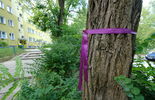 Drzewa do wycięcia przed blokiem przy Pana Tadeusza 10 (zdjęcie 4)