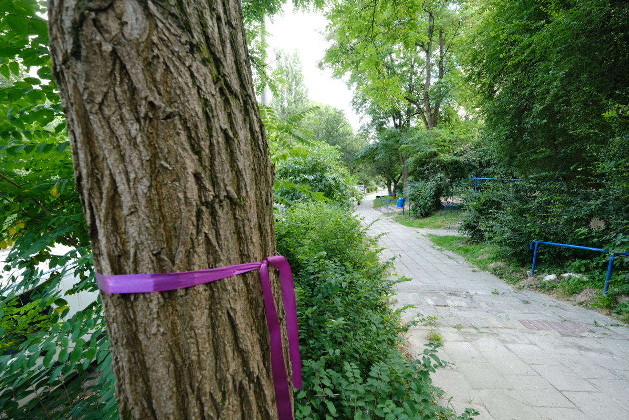  Drzewa do wycięcia przed blokiem przy Pana Tadeusza 10 (zdjęcie 1) - Autor: Maciej Kaczanowski