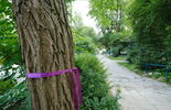 Drzewa do wycięcia przed blokiem przy Pana Tadeusza 10 (zdjęcie 5)