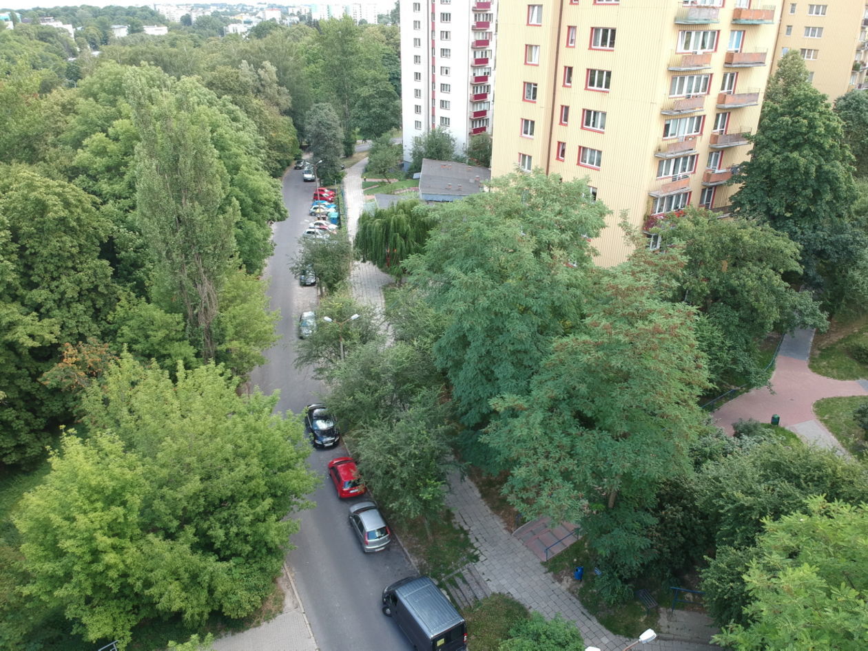  Drzewa do wycięcia przed blokiem przy Pana Tadeusza 10 (zdjęcie 1) - Autor: Maciej Kaczanowski