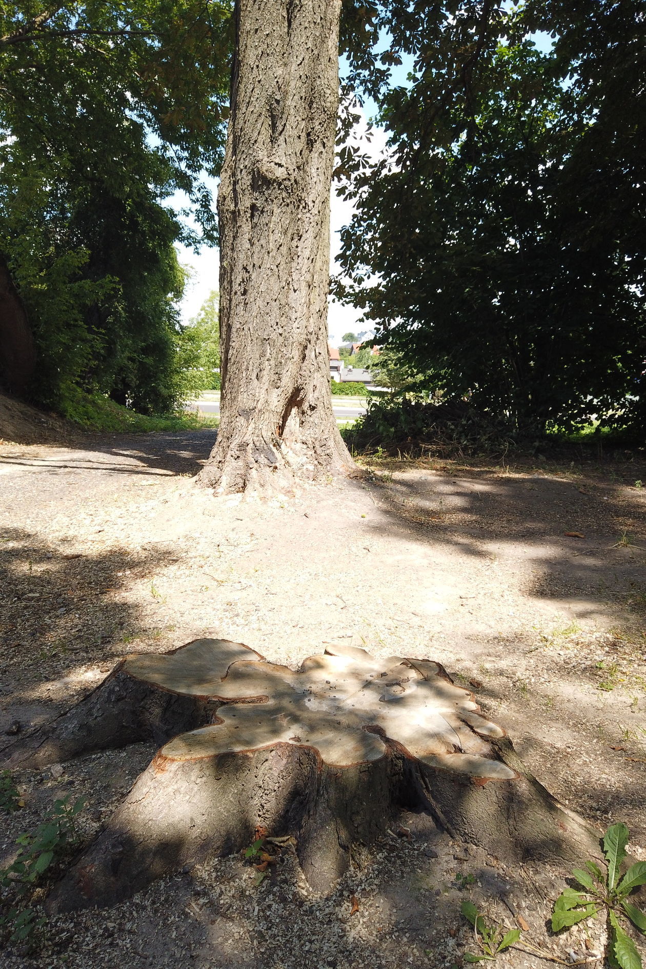  Wycinka drzew na cmentarzu Parafii Starokatolickiej Mariawitów (zdjęcie 1) - Autor: Agnieszka Mazuś