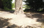 Wycinka drzew na cmentarzu Parafii Starokatolickiej Mariawitów (zdjęcie 2)