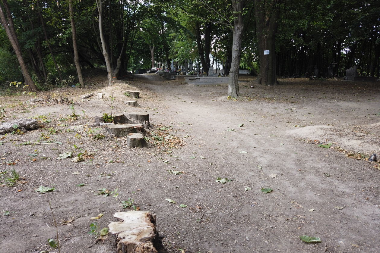 Wycinka drzew na cmentarzu Parafii Starokatolickiej Mariawitów