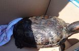 Groźny gatunek żółwia w Puławach (zdjęcie 3)