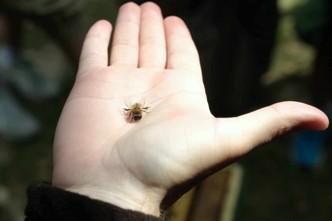  Święto Pszczół w Ogrodzie Botanicznym UMCS (zdjęcie 1) - Autor: Maciej Kaczanowski