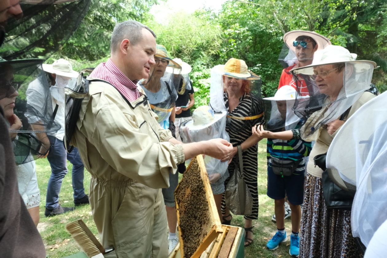 Święto Pszczół w Ogrodzie Botanicznym UMCS - Autor: Maciej Kaczanowski