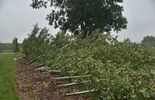 Burza zniszczyła sady w gminie Urzędów (zdjęcie 4)