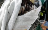 Zatruty bielik znaleziony w Poleskim Parku Narodowym (zdjęcie 5)