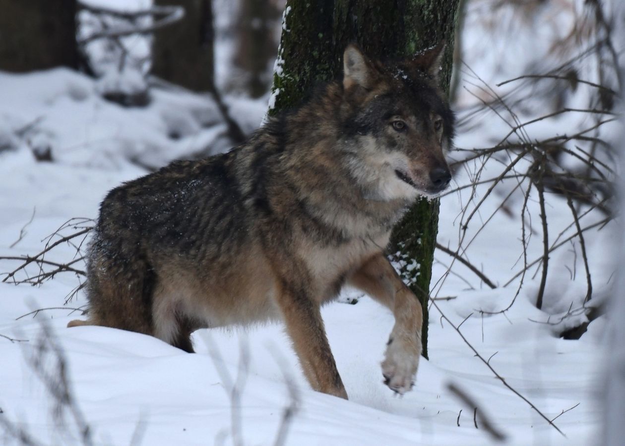  Kosy. Najbardziej znany wilk z Roztocza (zdjęcie 1) - Autor: Stowarzyszenie dla Natury "Wilk"
