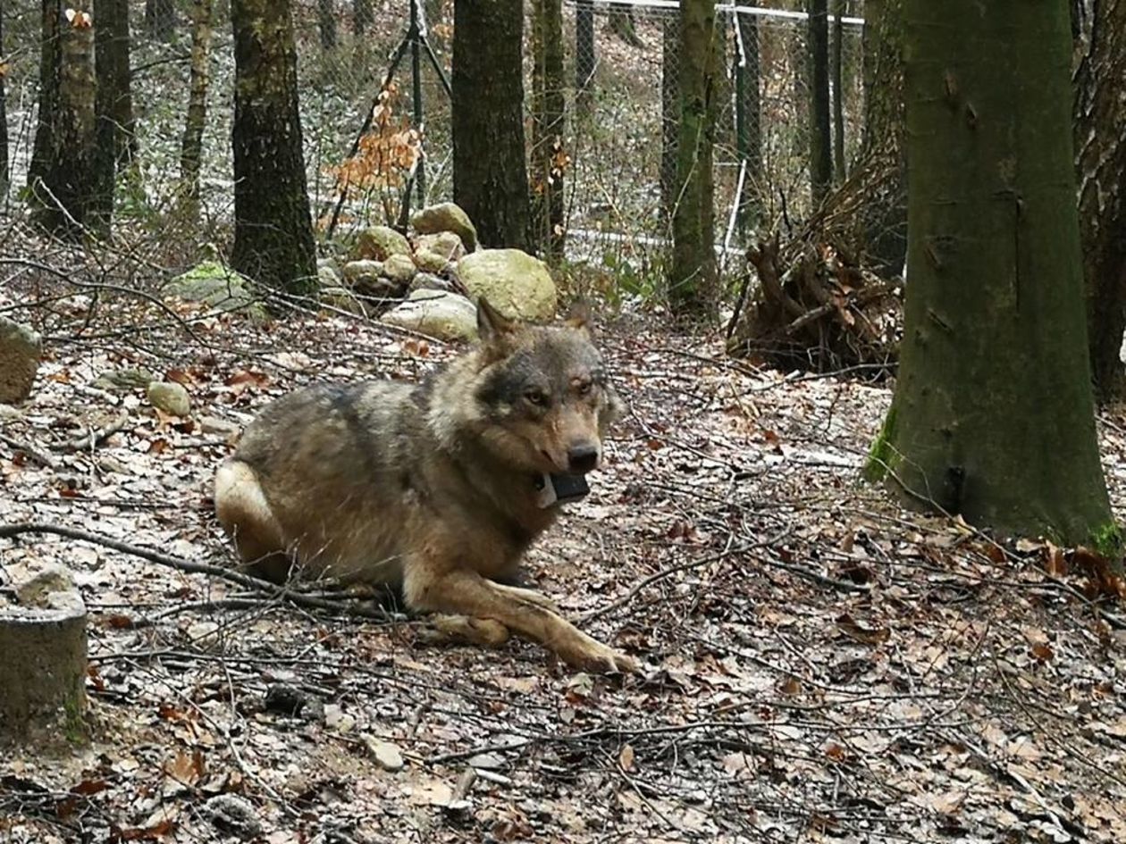  Kosy. Najbardziej znany wilk z Roztocza (zdjęcie 1) - Autor: Stowarzyszenie dla Natury "Wilk"