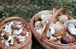 Wysyp grzybów w lasach w woj. lubelskim (zdjęcie 2)