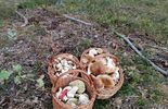 Wysyp grzybów w lasach w woj. lubelskim (zdjęcie 3)