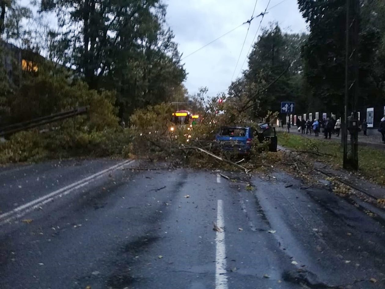  Powalone przez wichurę drzewo spadło na Al. Racławickie w Lublinie (zdjęcie 1) - Autor: Tomasz Maciuszczak