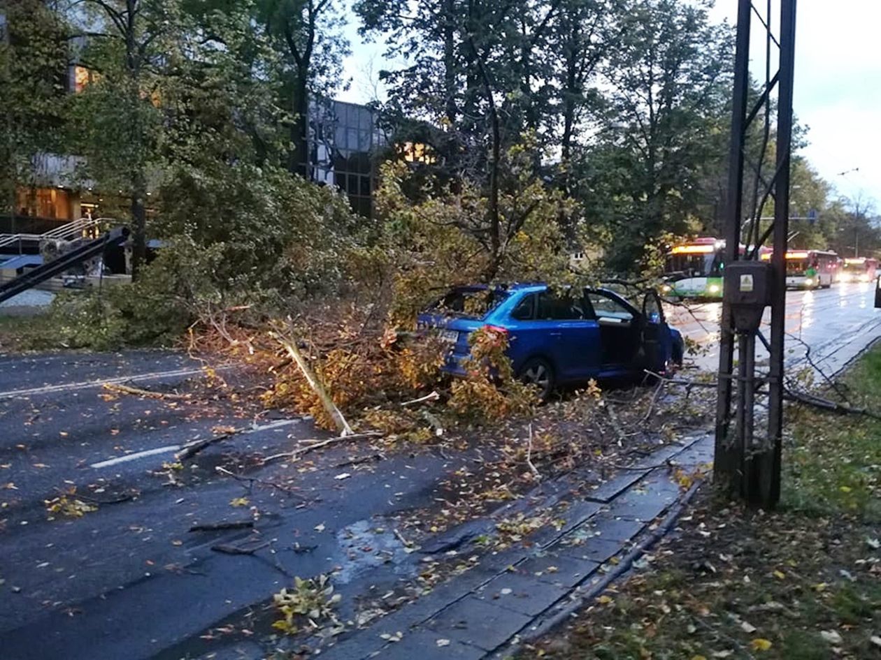  Powalone przez wichurę drzewo spadło na Al. Racławickie w Lublinie (zdjęcie 1) - Autor: Tomasz Maciuszczak
