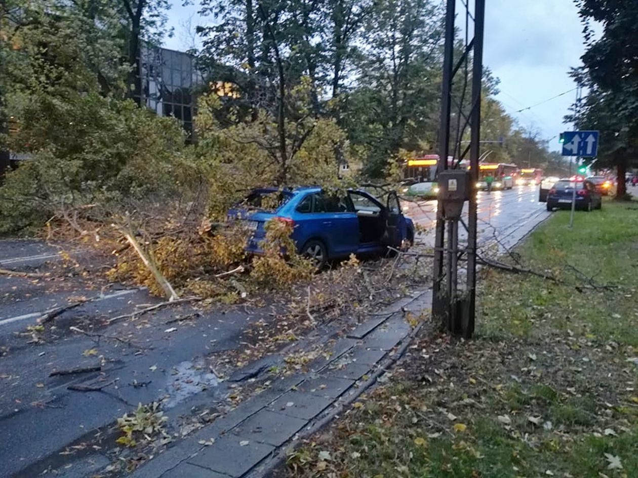  Powalone przez wichurę drzewo spadło na Al. Racławickie w Lublinie (zdjęcie 1) - Autor: Tomasz Maciuszczak