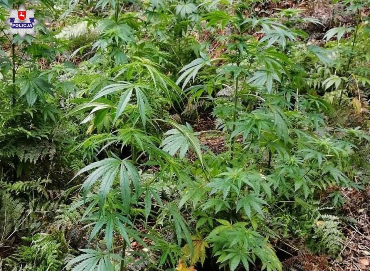 Leśna plantacja marihuany w gminie Ulhówek - Autor: Policja