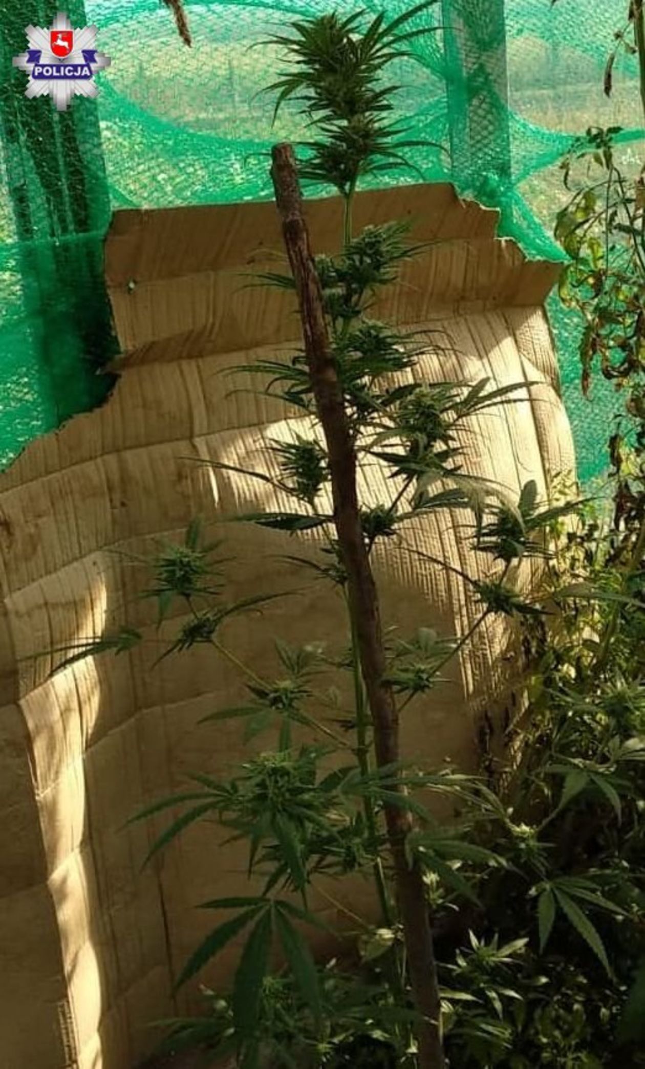  Leśna plantacja marihuany w gminie Ulhówek (zdjęcie 1) - Autor: Policja