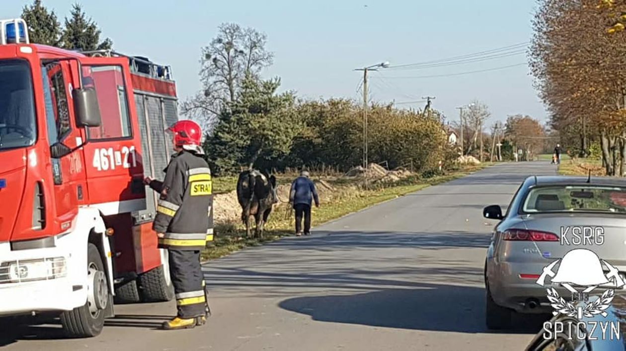 Nietypowa akcja strażaków. Uratowali krowę