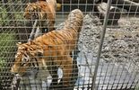 Tygrysy uwięzione w klatkach (zdjęcie 3)