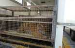 Tygrysy uwięzione w klatkach (zdjęcie 2)
