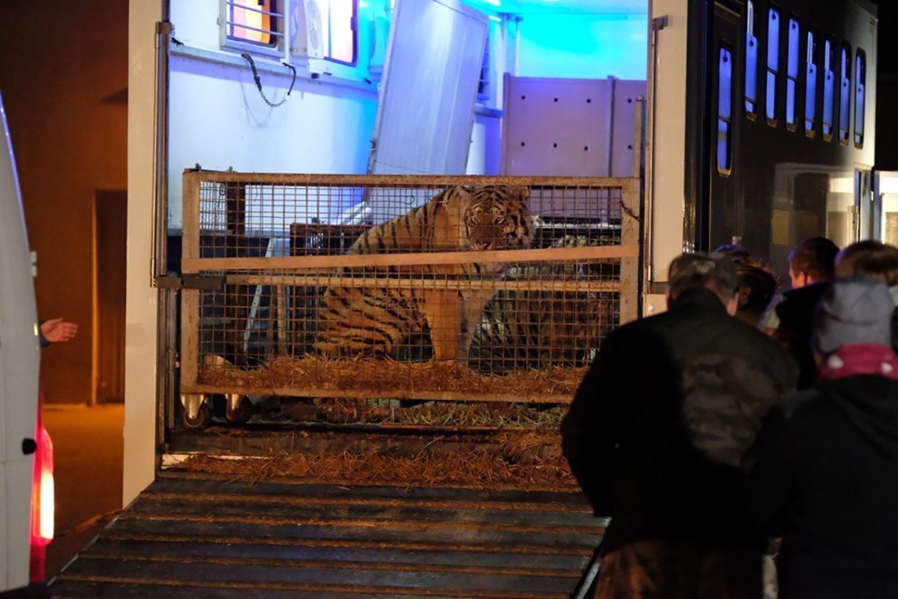 Tygrysy uwięzione w klatkach - Autor: Zoo Poznań