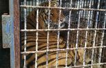 Tygrysy uwięzione w klatkach (zdjęcie 4)